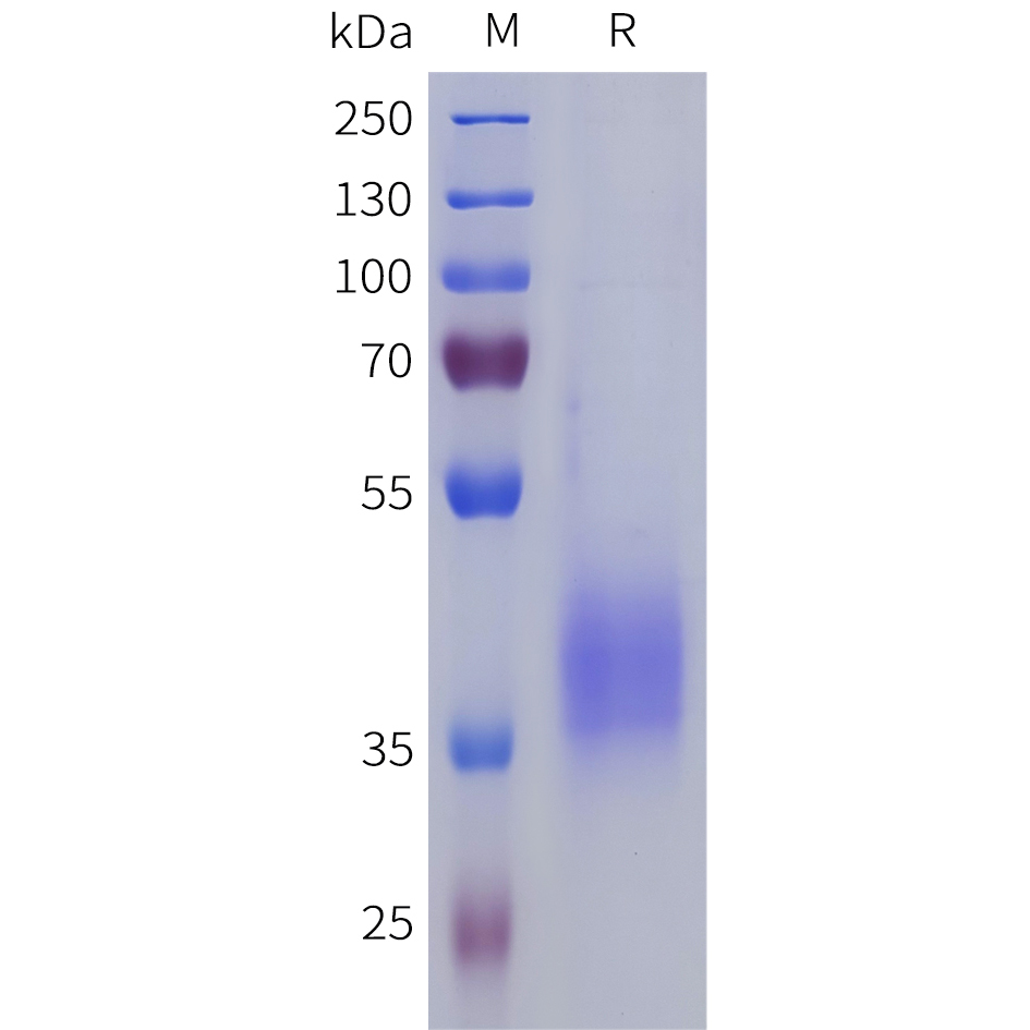 Recombinant human LILRA5 Protein with C-terminal 6xHis tag