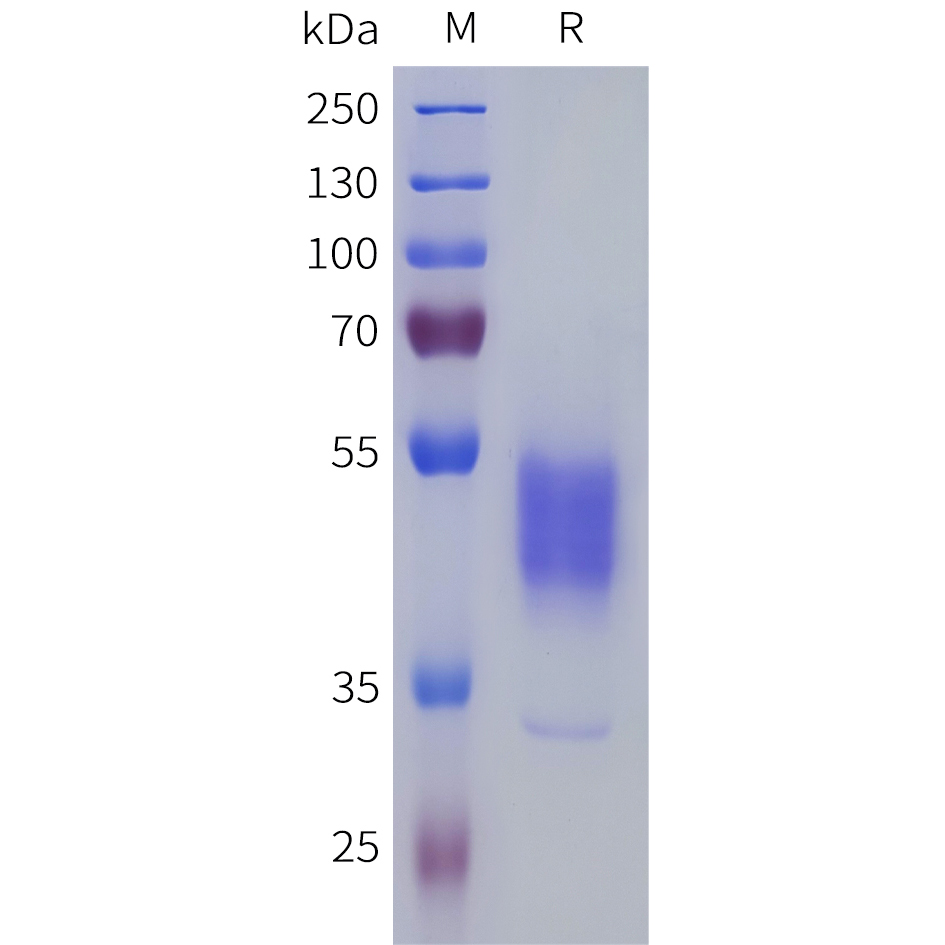 Recombinant human PROKR2 Protein with C-terminal human Fc tag