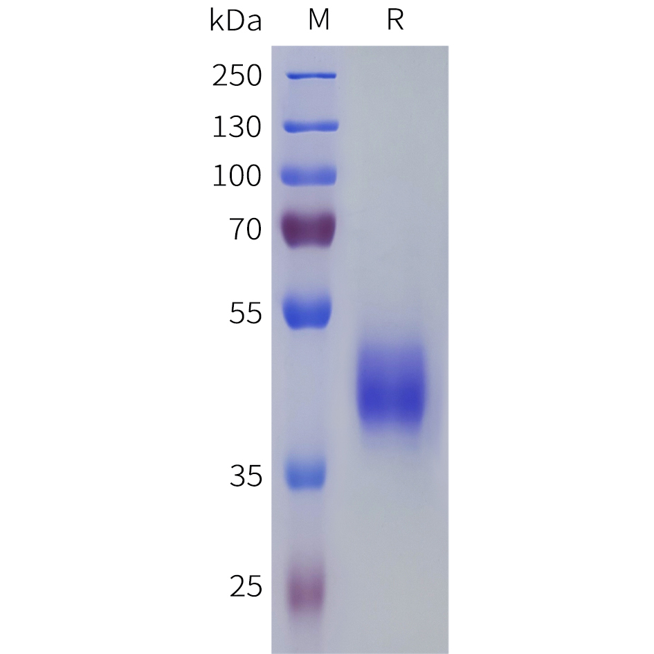 Recombinant human PTGER3 Protein with C-terminal human Fc tag