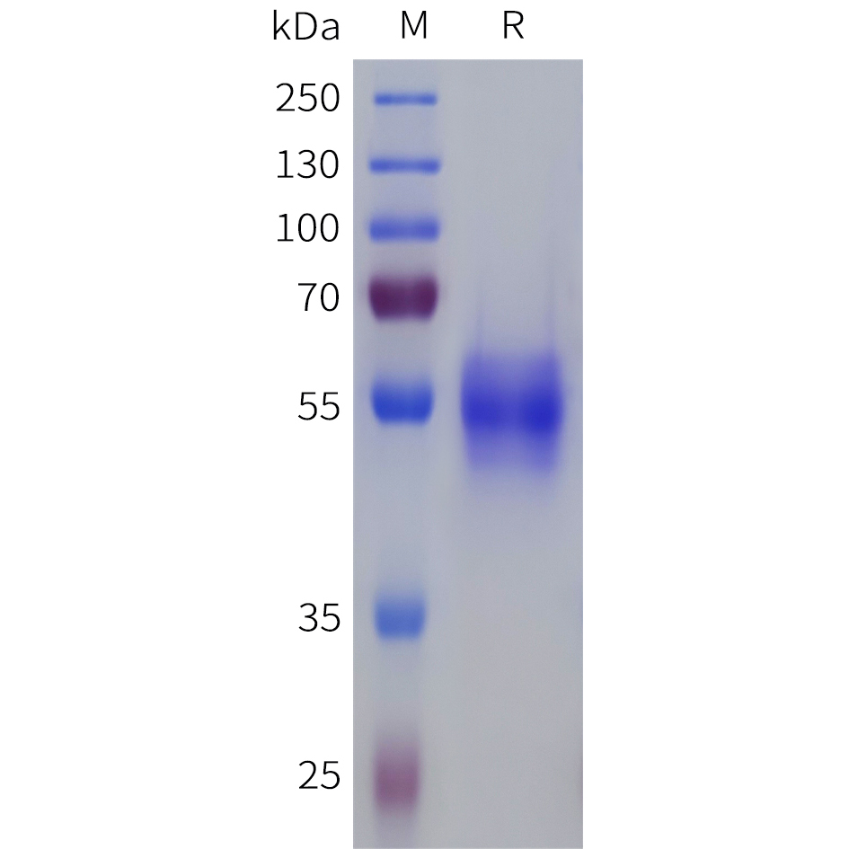 Recombinant human SSTR1 Protein with C-terminal human Fc tag