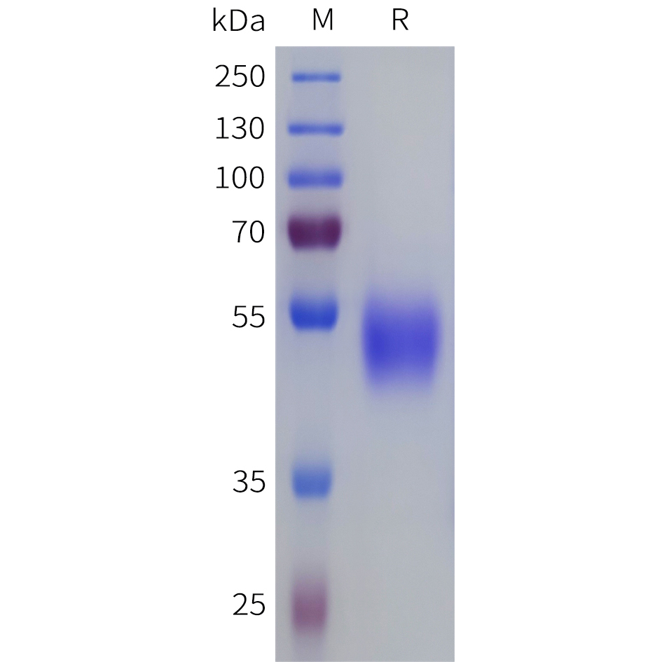Recombinant human SSTR3 Protein with C-terminal human Fc tag
