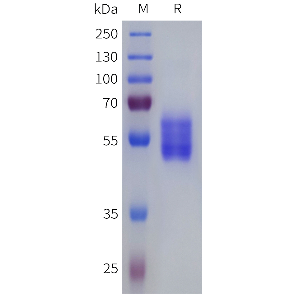 Recombinant human VIPR1 Protein with C-terminal human Fc tag