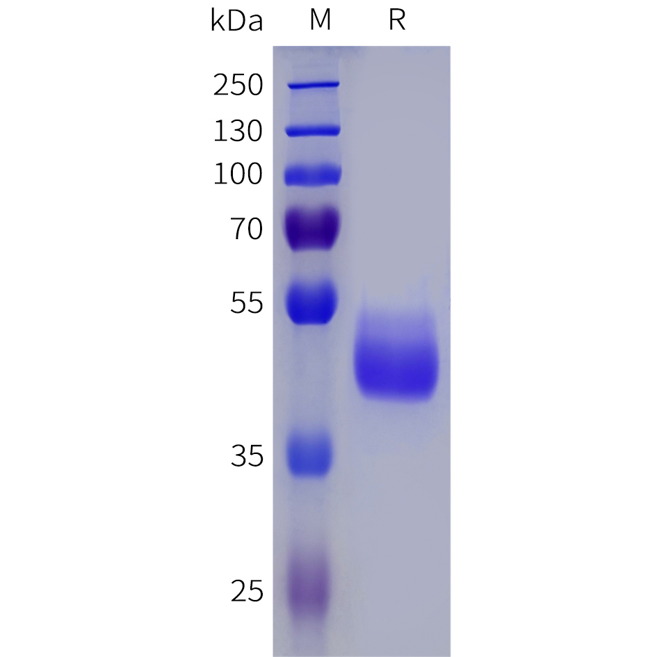 Recombinant human NPY2R Protein with C-terminal human Fc tag