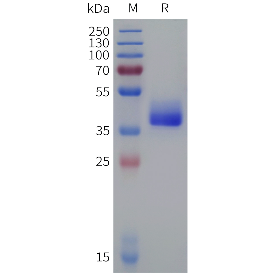 Recombinant human AVPR1A Protein with C-terminal human Fc tag