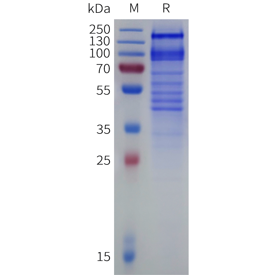 Recombinant human ITGA4(1-977) Acidic tail Protein with C-terminal human Fc tag
