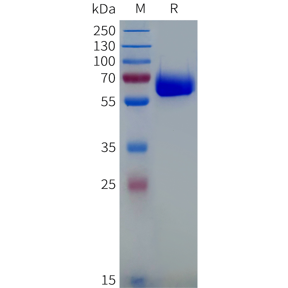Recombinant human B7-H3(29-245) Protein with C-terminal human Fc tag