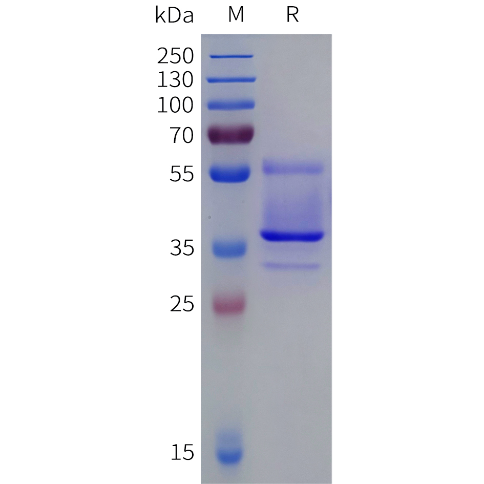 Recombinant human OPN4 Protein with C-terminal human Fc tag