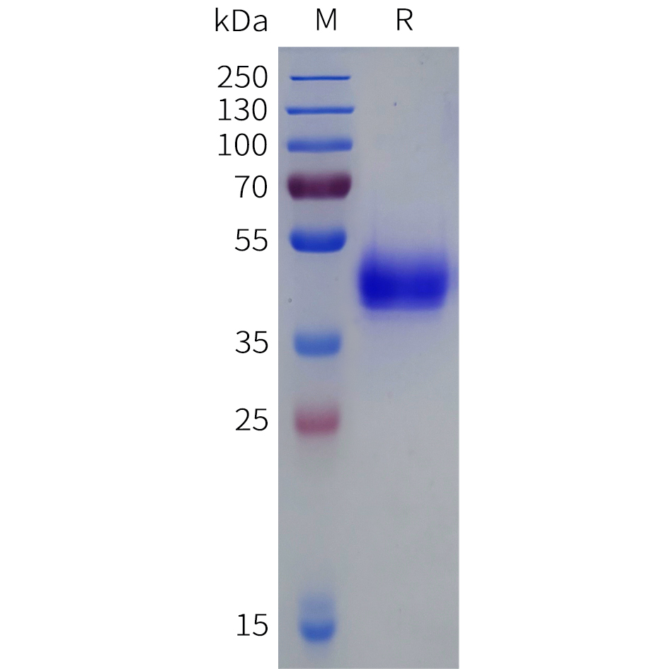 Recombinant human OPRD1 Protein with C-terminal human Fc tag