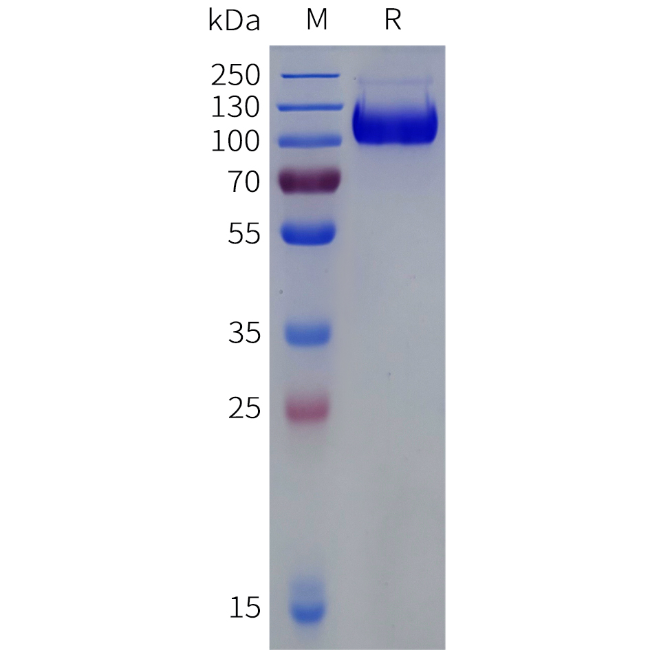 Recombinant human B7-H3(27-461) Protein with C-terminal human Fc tag