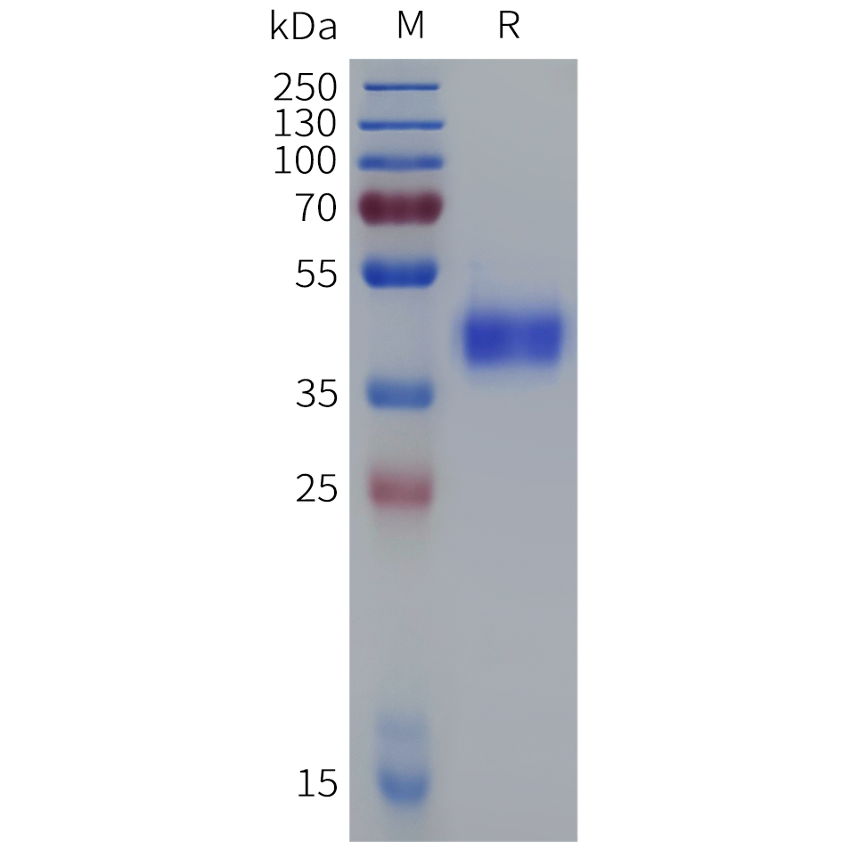 Recombinant Cynomolgus CD38 protein with N-terminal 10xHis tag