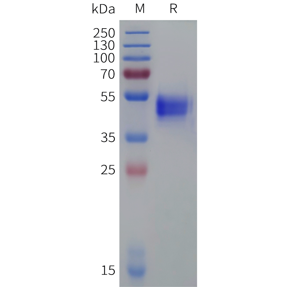 Recombinant Cynomolgus GPR75 protein with C-terminal human Fc tag