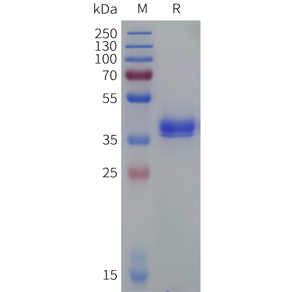 Recombinant Cynomolgus C5AR1 protein with C-terminal human Fc tag