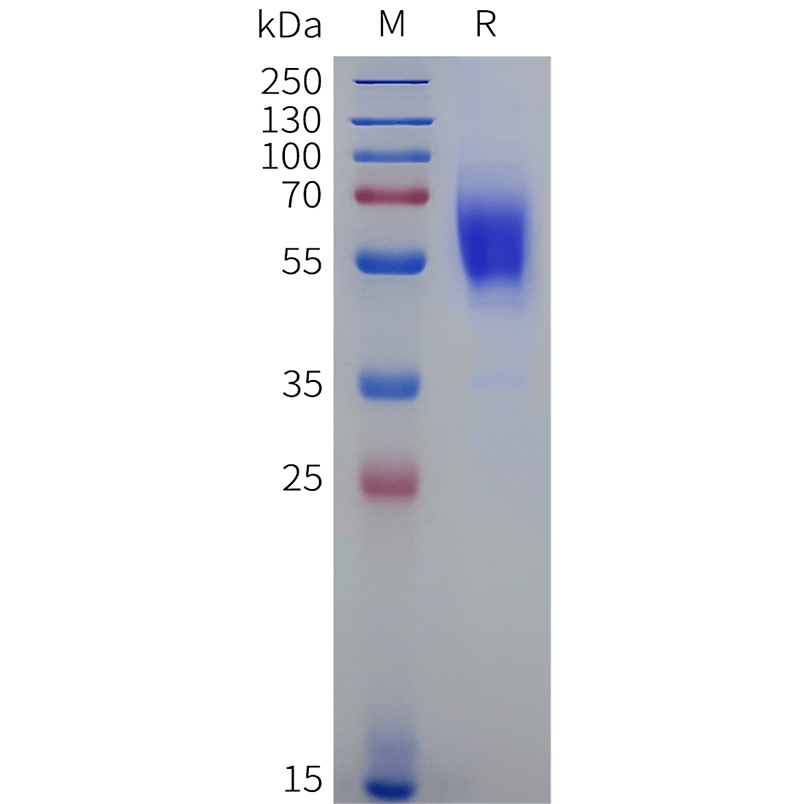 Biotinylated Recombinant human CB1 (1-116) Protein with C-terminal Human Fc Avi tag