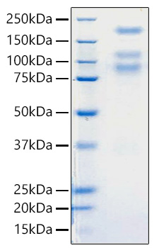 Recombinant Sars-Cov-2 (COVID-19/2019-nCov) S1+S2 ECD Protein