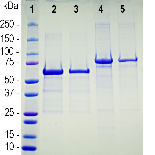 Recombinant ACE2 SARS-CoV2 Binding Domain