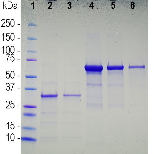 Recombinant SARS-CoV2 S-Protein ACE2 Binding Domain