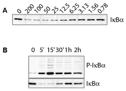 IL-1beta (human) (Recombinant) (untagged)