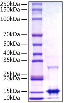 Recombinant Monkeypox virus A29 Protein