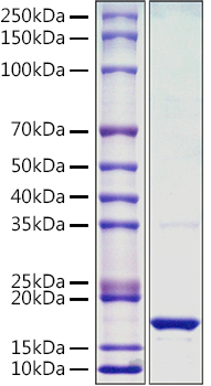 Recombinant Monkeypox virus L1R Protein