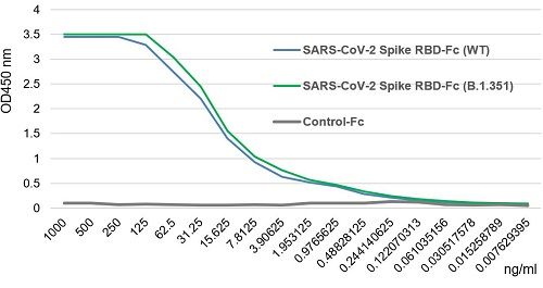 SARS-CoV-2 Spike Protein S1 (RBD):Fc (human) (rec.) (B.1.351 Variant, Beta)