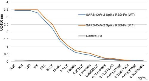 SARS-CoV-2 Spike Protein S1 (RBD):Fc (human) (rec.) (P.1 Variant, Gamma)