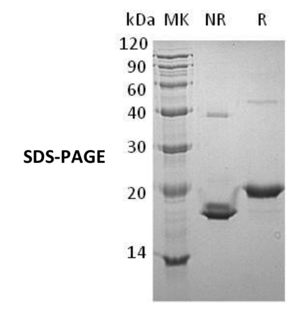 Recombinant Mouse Growth Hormone/GH