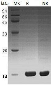 Recombinant Human Angiogenin/ANG/RNASE5