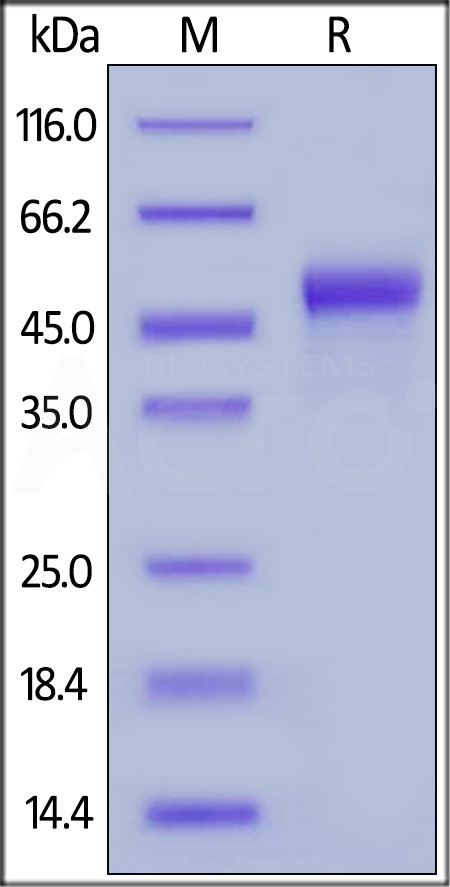 Recombinant Human Galectin 9 (C-6His)(Discontinued)