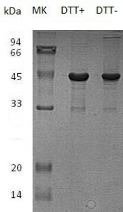 Recombinant Human beta-Actin/ACTB (C-6His) Recombinant Human beta-Actin/ACTB (C-6His)