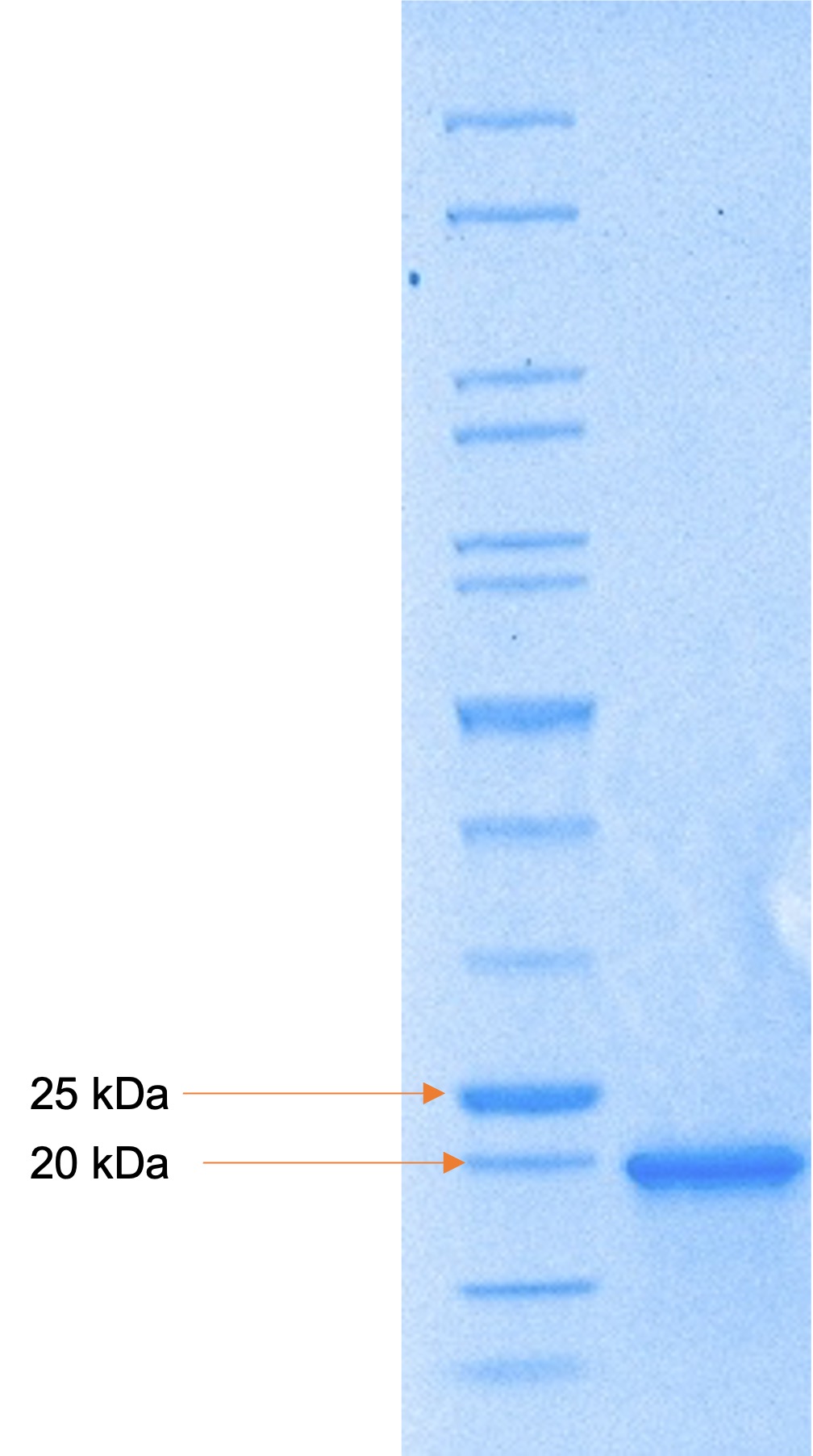 Recombinant Human Cyclin-Dependent Kinase Inhibitor 1/CDKN1A/p21 (C-6His)