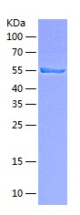 Recombinant Human Xaa-Pro Aminopeptidase P3/XPNPEP3 (N, C-6His)(Discontinued)