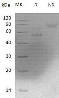 Recombinant Mouse Coagulation Factor X/F10 (C-6His)(Discontinued)