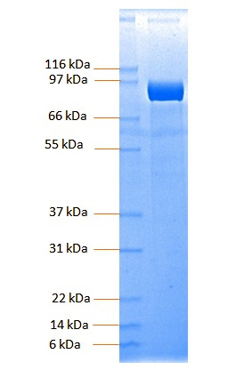 Recombinant Human Ephrin A Receptor 4/EphA4 (C-Fc)