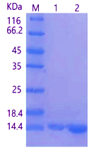 Recombinant Human Fibronectin ED-B domain (N-Avi-His)(biotinylation)(Discontinued)