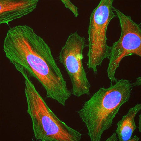 Monoclonal Antibody to Actin, pan-specific  (Clone: 5J11)