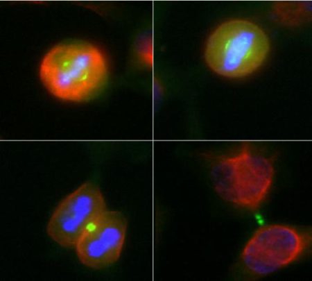 Monoclonal Antibody to Aurora A/B Kinase  (Clone: 5A12)