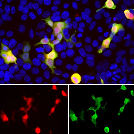 Polyclonal Antibody to Cherry Dsred