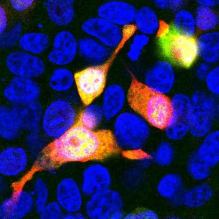 Monoclonal Antibody to Cherry Dsred (Clone: 1C51)