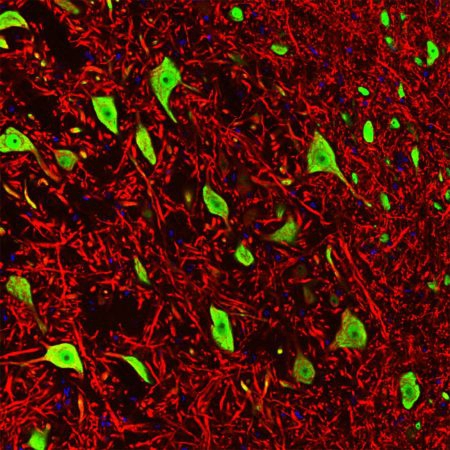 Monoclonal Antibody to Fox3/NeuN  (Clone: 1B7)