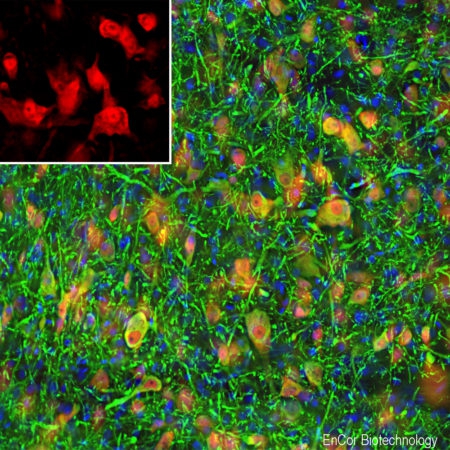 Polyclonal Antibody to Fox3/NeuN