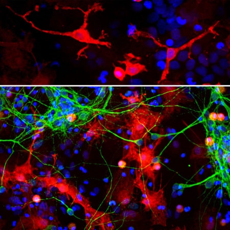 Monoclonal Antibody to Galectin 3  (Clone: 5C21)