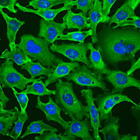 Monoclonal Antibody to Glyceraldehyde 3-Phosphate Dehydrogenase  (Clone: 1D4)