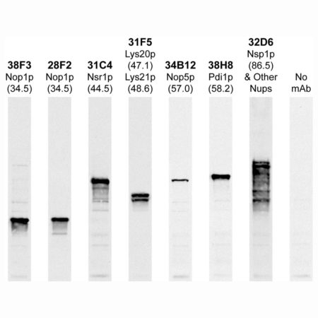 Monoclonal Antibody to Lys20p and Lys21p  (Clone: 31F5)