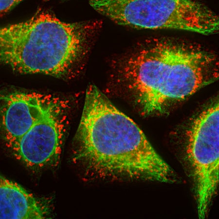 Monoclonal Antibody to Lamp1 (Clone: 5H6)