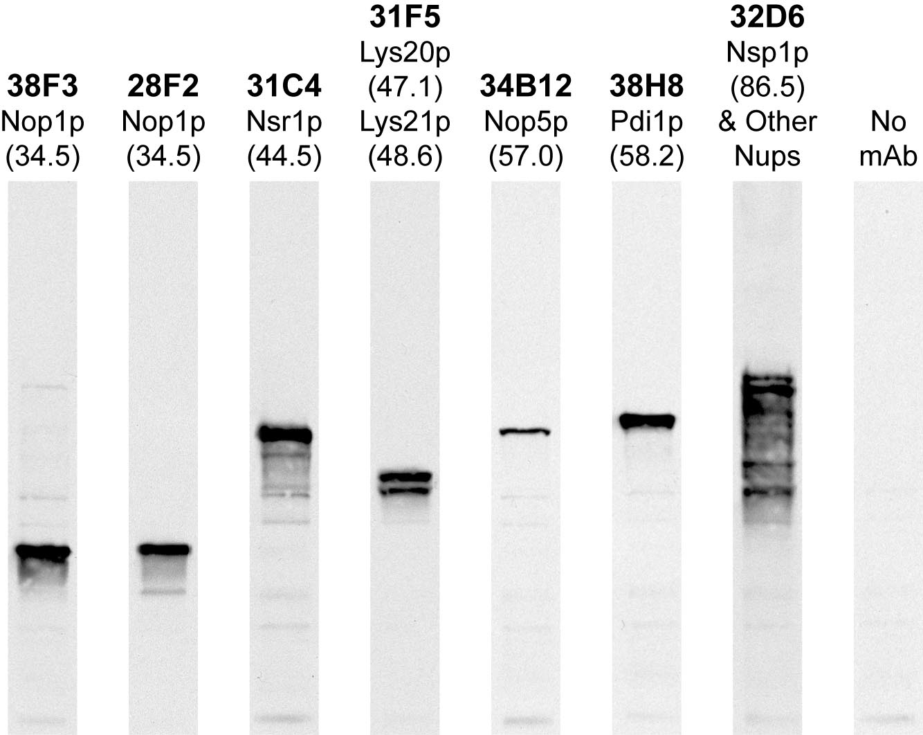 Monoclonal Antibody to Nop5p  (Clone: 34B12)(Discontinued)