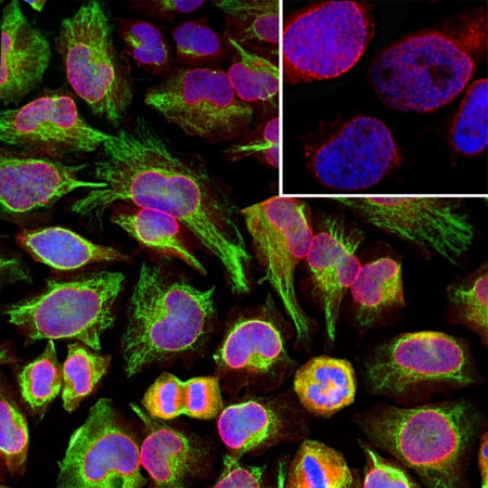 Monoclonal Antibody to Nuclear pore complex(Clone: 39C7)