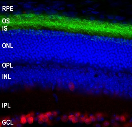 Monoclonal Antibody to Rhodopsin  (Clone: B630)