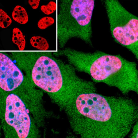 Monoclonal Antibody to TAF-15(Clone: 4D71 )