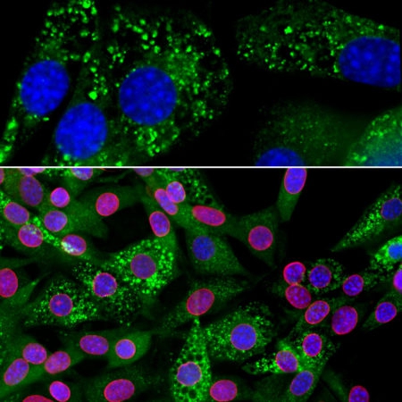 Monoclonal Antibody to Ubiquilin 2  (Clone: 6H9)