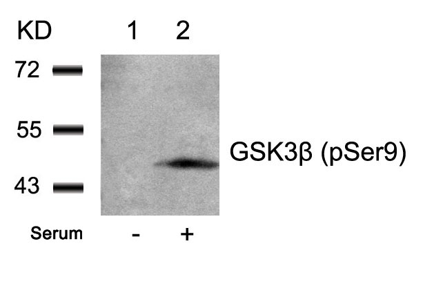 Polyclonal Antibody to GSK3beta (Phospho-Ser9)